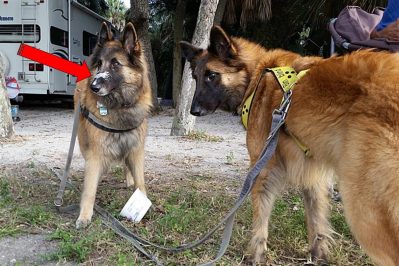 Weißnasensyndrom 20160107_162504 mT